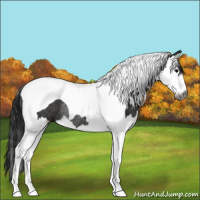 Horse Color:Gray Black Splash Tobiano Rabicano