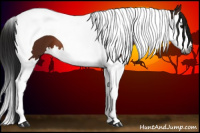 Horse Color:Gray Bay Splash Tobiano 