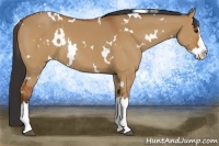 Horse Color:White Spotted Bay Dun Sabino Splash Rabicano