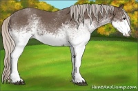 Horse Color:White Spotted Silver Blue Roan 