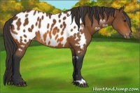 Horse Color:Bay Near Leopard 