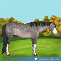Horse Color:Platinum White Spotted Brown Dun Rabicano 