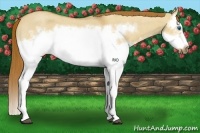 Horse Color:Red Dun Roan Splash Frame Rabicano 