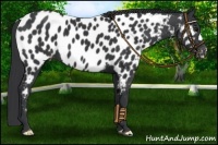 Horse Color:Black Near Leopard 