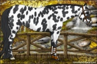 Horse Color:Black Appaloosa