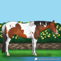 Horse Color:Bay Tobiano 