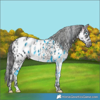 Horse Color:Platinum Watercolor White Spotted Silver Brown Splash Frame  and Platinum Painted Black Appaloosa 