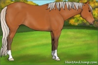 Horse Color:Silver Bay 