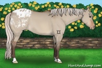 Horse Color:Silver Brown Dun Appaloosa 