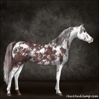 Horse Color:Chocolate Black Chinchilla Sabino 