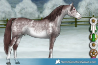 Horse Color:Chocolate Brown Chinchilla Sabino 