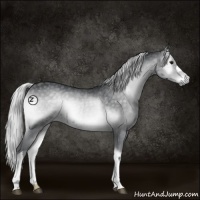 Horse Color:Silver Blue Onyx Chinchilla