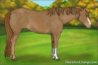 Horse Color:Chestnut Appaloosa