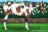 Horse Color:White Spotted Bay 