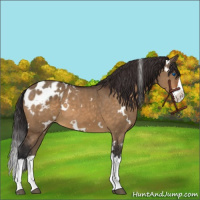 Horse Color:White Spotted Bay Dun Sabino Splash Frame Appaloosa 