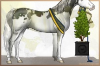 Horse Color:White Spotted Liver Chestnut Mushroom Splash