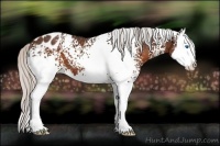 Horse Color:White Spotted Silver Brown Splash Appaloosa 