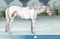 Horse Color:White Spotted Silver Black Tobiano 