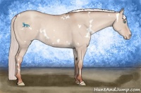 Horse Color:White Spotted Silver Classic Champagne Dun Varnish 