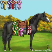 Horse Color:Liver Chestnut Varnish 