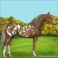 Horse Color:Chocolate Palomino Blanket