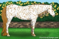 Horse Color:Chestnut Appaloosa