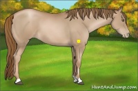 Horse Color:Liver Chestnut Pearl 