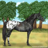 Horse Color:Liver Chestnut Appaloosa