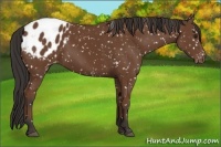 Horse Color:Bay Appaloosa