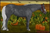 Horse Color:Silver Black Chinchilla