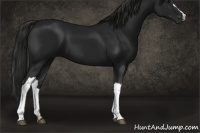 Horse Color:Gray Black 