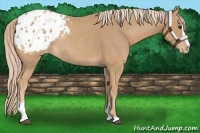 Horse Color:Palomino Sabino Blanket Rabicano 