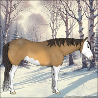 Horse Color:Buckskin Splash 