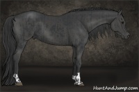 Horse Color:Black  and Black 