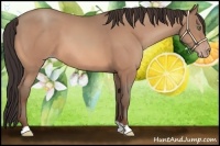 Horse Color:Amber Champagne 