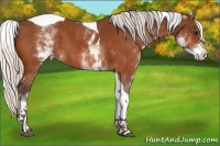 Horse Color:White Spotted Silver Bay Tobiano