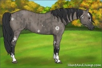 Horse Color:Grullo Sabino Tobiano  and Grullo Sabino Tobiano 