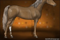 Horse Color:Chocolate Palomino