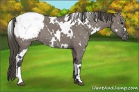 Horse Color:White Spotted Grullo Appaloosa 