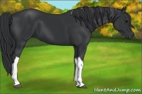 Horse Color:Black Tobiano