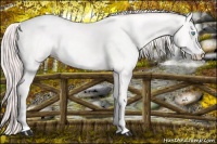 Horse Color:Perlino 