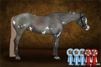 Horse Color:White Spotted Liver Chestnut Splash Appaloosa Rabicano 