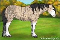 Horse Color:Grullo Sabino Splash  and Bay Dun Sabino Splash 