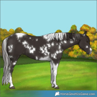 Horse Color:White Spotted Liver Chestnut Tobiano 