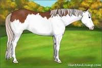 Horse Color:Silver Bay Splash 
