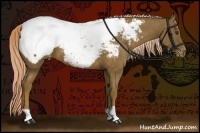 Horse Color:Chocolate Palomino Appaloosa 