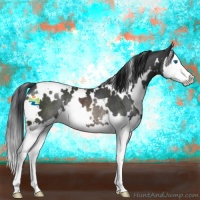 Horse Color:White Spotted Brown Splash Rabicano 