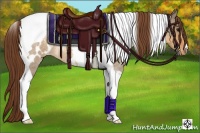 Horse Color:Buckskin Roan Dun Tobiano Appaloosa