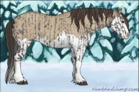 Horse Color:Grullo Sabino Splash  and Classic Champagne Dun Sabino Splash 