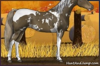 Horse Color:White Spotted Chocolate Palomino Tobiano 